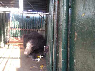 One more sloth bear trapped in Tamil Nadu | Chennai News - Times of India