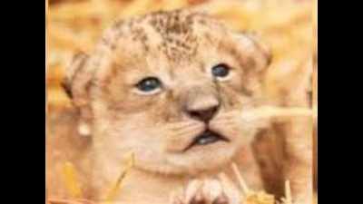 Two lion cubs drown in a well in Gir Somnath