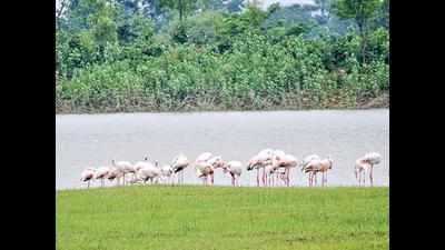 First record of greater flamingoes near Nagzira