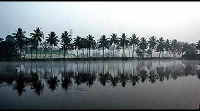 High humidity good for coconut farming in Godavari river belt