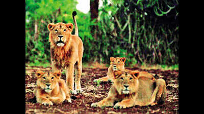 Gujarat forest department stops lion study by WII