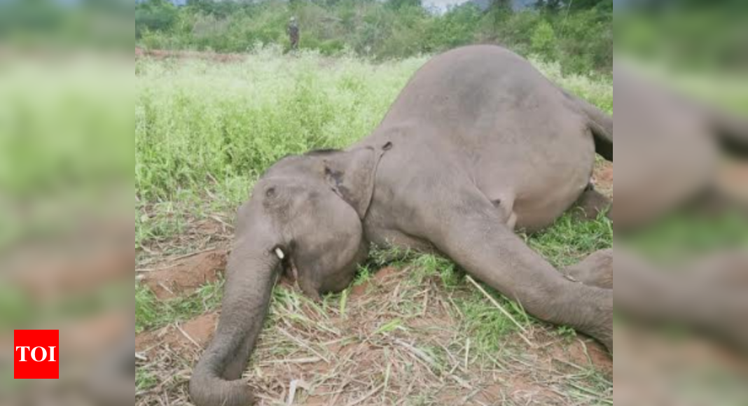 Elephant Died in Coimbatore: Elephant found dead near Coimbatore ...