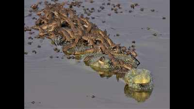 Over 3,000 critically endangered gharials born in Chambal