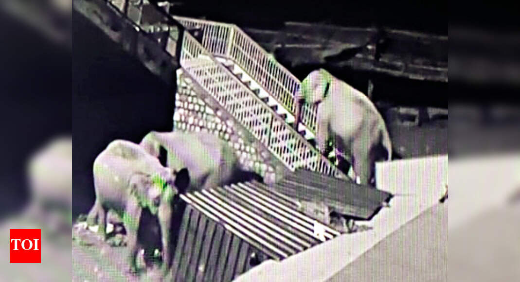 Uttarakhand Video captures elephant taking stairs, officials say it’s