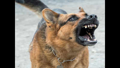 AMC discusses rising cases of dog bite in Ahmedabad