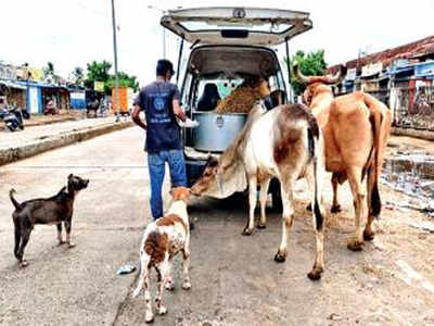 Chennai: Activists rescue starving animals | Chennai News - Times of India