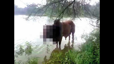 Kerala horror rerun: Bombs blow up cow's jaw in Ayodhya