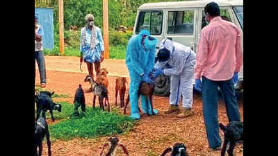 Karnataka: Goats of positive Tumakuru shepherd test negative