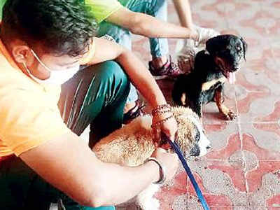Five pups rescued in Jaipur, animal lovers say pet cruelty surged during lockdown