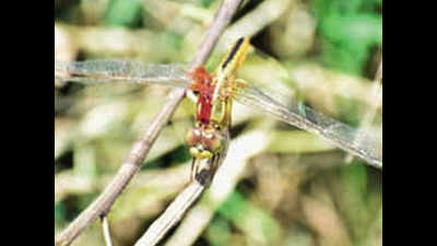 Kerala: Ardhanarishvara’ dragonfly spotted in Kole wetlands