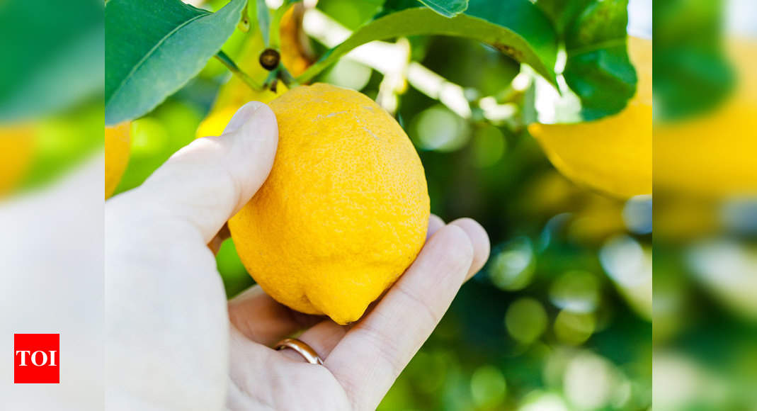 How to Store Lemons So They Stay Fresh