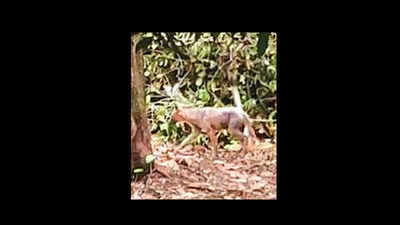 Goa: Jackal spotting in Chicalim foxes locals