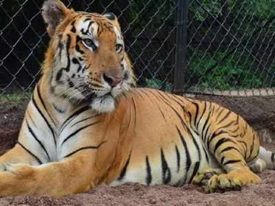 Hyderabad: Bengal tiger dies of heart failure at Nehru Zoological Park ...