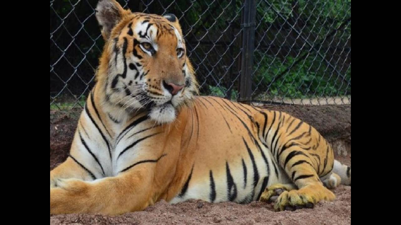 Hyderabad: Bengal tiger dies of heart failure at Nehru Zoological