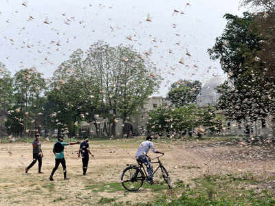 Locust menace: FAO asks India to be on high alert for next 4 weeks