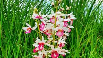 Rare orchid species sighted in India after 118-years