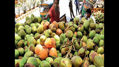 Gujarat: Coconuts no more a cracking business, crores of fruits rotting in farms