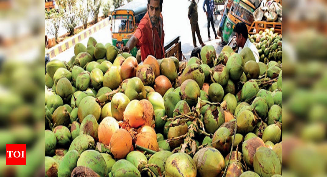 Gujarat: Coconuts no more a cracking business, crores of fruits rotting ...