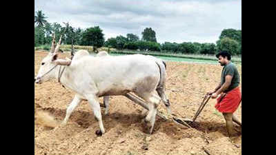 Karnataka: Former Mulbagal MLA Kottur Manjunath says politics vitiated, returns to farming