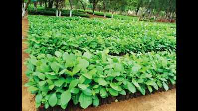 Forest department to give farmers teak, mahogany saplings