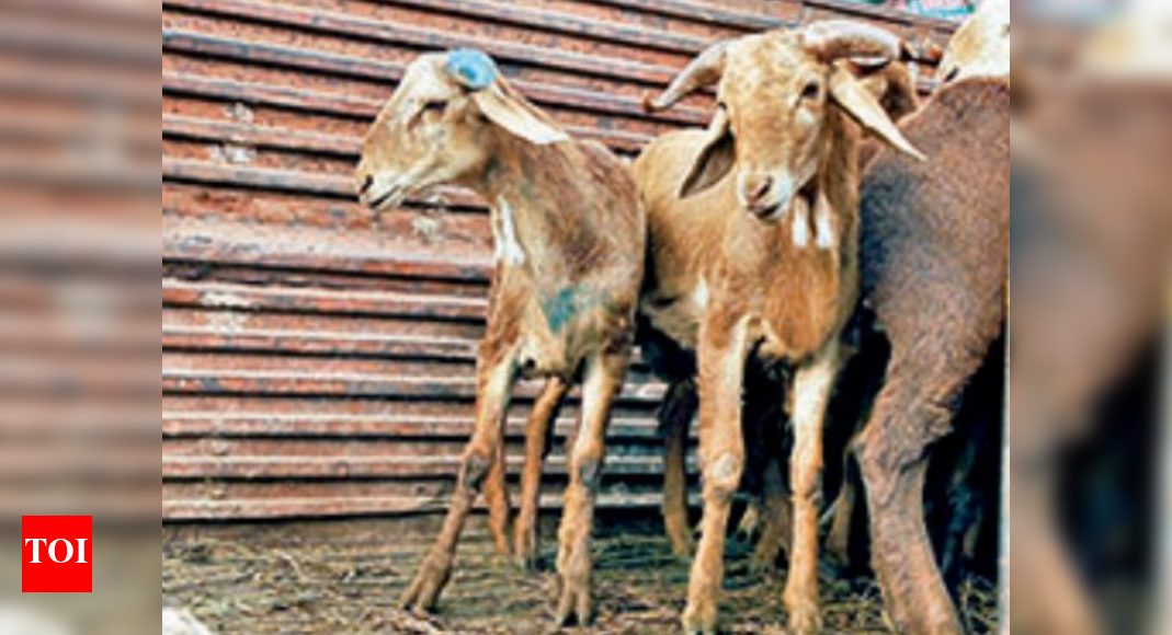 Hyderabad This Bakrid, qurbani and meat delivery services to go online
