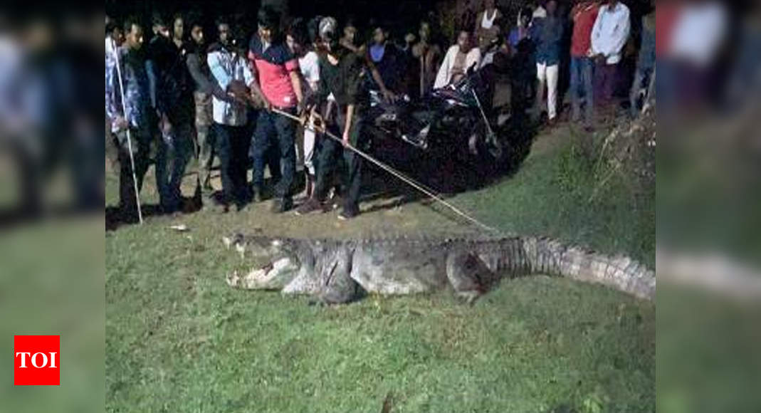 13-feet-long ‘killer’ crocodile captured near Vadodara's Waghodia ...