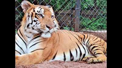 Another tiger dies of ill health at Hyderabad zoo park, 2nd in 10 days