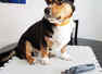 Is your dog scared of trimming his nails? This is how you reduce his stress