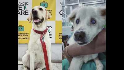 Kolkata's Super Dog donates blood to save canine life