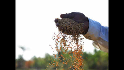 Farmers begin sowing as rains lash Andhra Pradesh