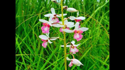Rare orchid species now blooming at 47 locations
