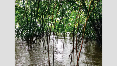 Goa: Coastal body approves pvt jetty near bird sanctuary after forest dept nod