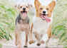 These are the ways you should use to challenge your dog's mind