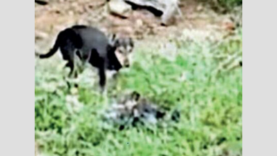 Hyderabad: Video shows dog gnawing at body of Covid-19 victim