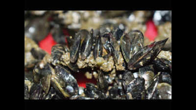 Alien species crowding out local mussels