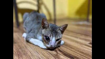 Cat hit so hard that it's eye popped out in Mumbai; FIR lodged