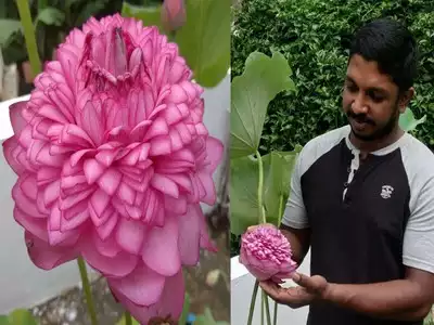 Green living: A rare 1000 petal lotus blooms in Tripunithura, Kerala