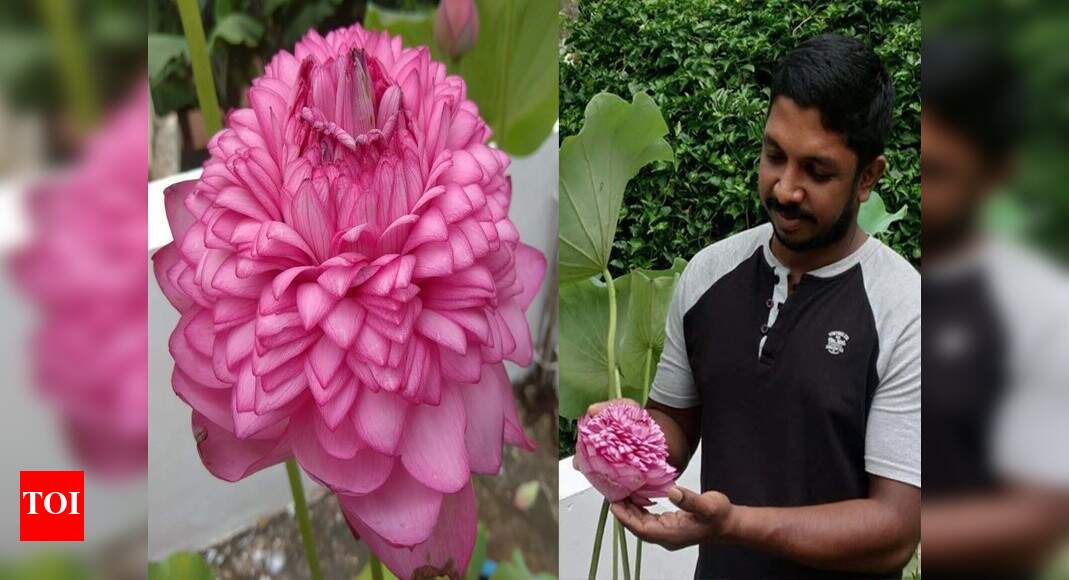 Green living A rare 1000 petal lotus blooms in Tripunithura