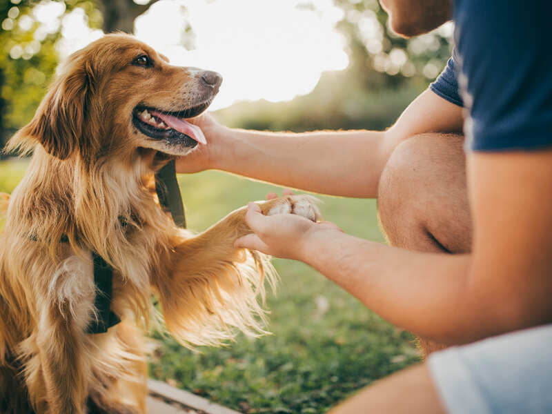 How pet boarding facilities are helping dog parents in the time of COVID-19  - Times of India