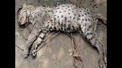 West Bengal: In a first, fishing cat spotted in Murshidabad, but dead