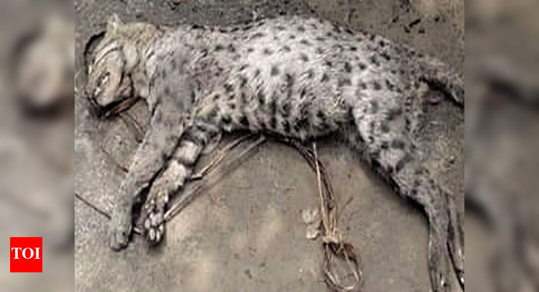 West Bengal In a first, fishing cat spotted in Murshidabad, but dead