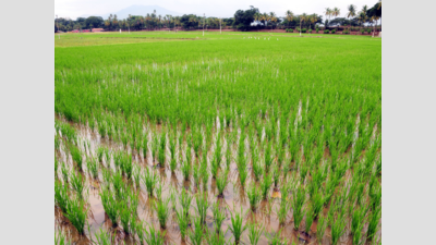 Tamil Nadu: Cumulative coverage of major crop increases by a lakh hectare