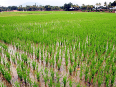 Tamil Nadu: Cumulative coverage of major crop increases by a lakh ...