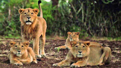 Gujarat: 97% rise in lions’ population outside designated sanctuaries in 5 years