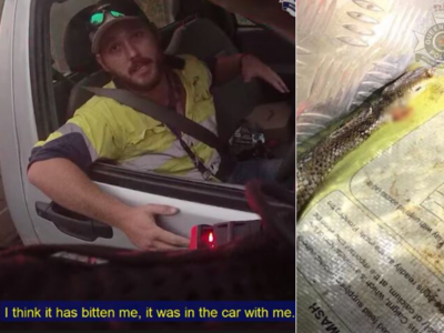 Viral: Driver fights off deadly snake on highway