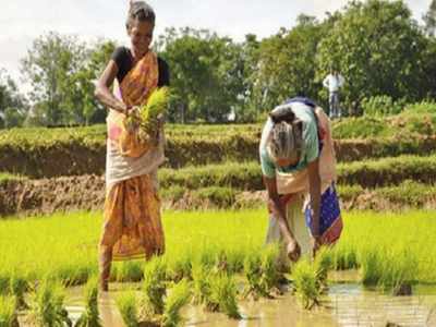 Niti Aayog asks states to take up bamboo, sandalwood tree plantations ...