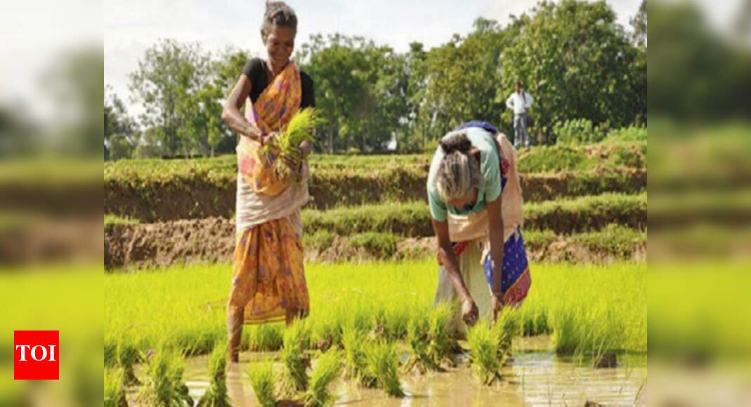 Niti yog Asks States To Take Up Bamboo Sandalwood Tree Plantations To Boost Farmer Income India News Times Of India