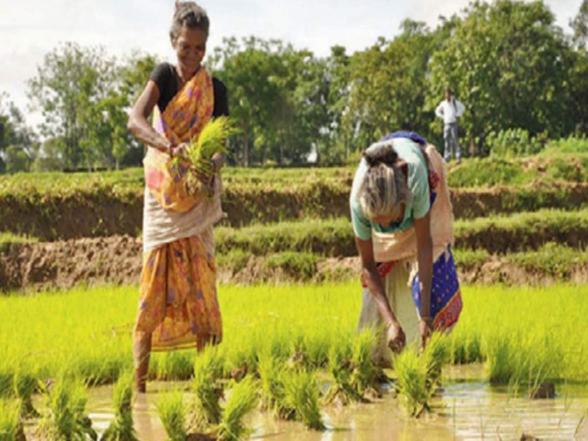 Niti yog Asks States To Take Up Bamboo Sandalwood Tree Plantations To Boost Farmer Income India News Times Of India