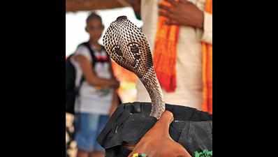Snakebites kill 14 lakh in 19 years, make Covid-19 toll look small