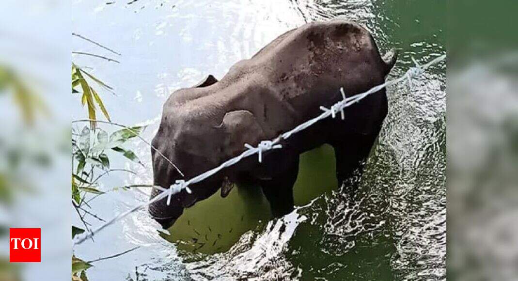 Centre urged to form panel to probe elephant deaths | India News ...